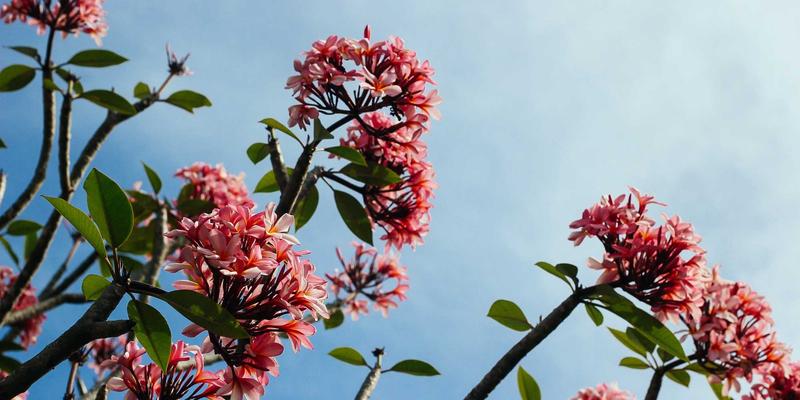 Early Bird Hajj Package – SAR 500 Off