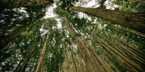 Al Baik Jeddah Flagship