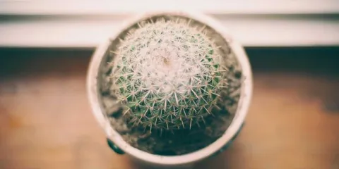 Riyadh Party Limousine